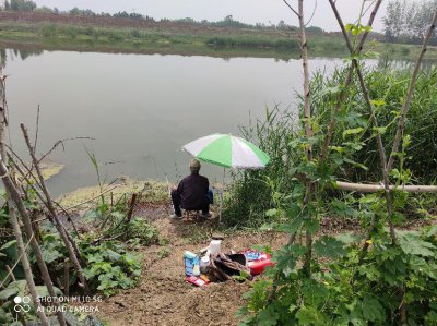 ​钓鲫鱼是铅坠沉底还是钩沉底（野钓鲫鱼的垂钓经验）