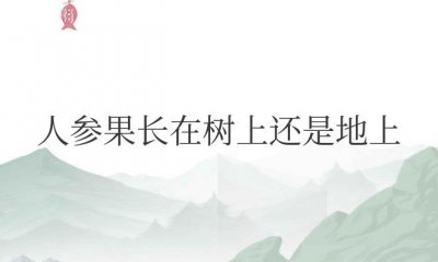 ​人参果长在树上还是地上