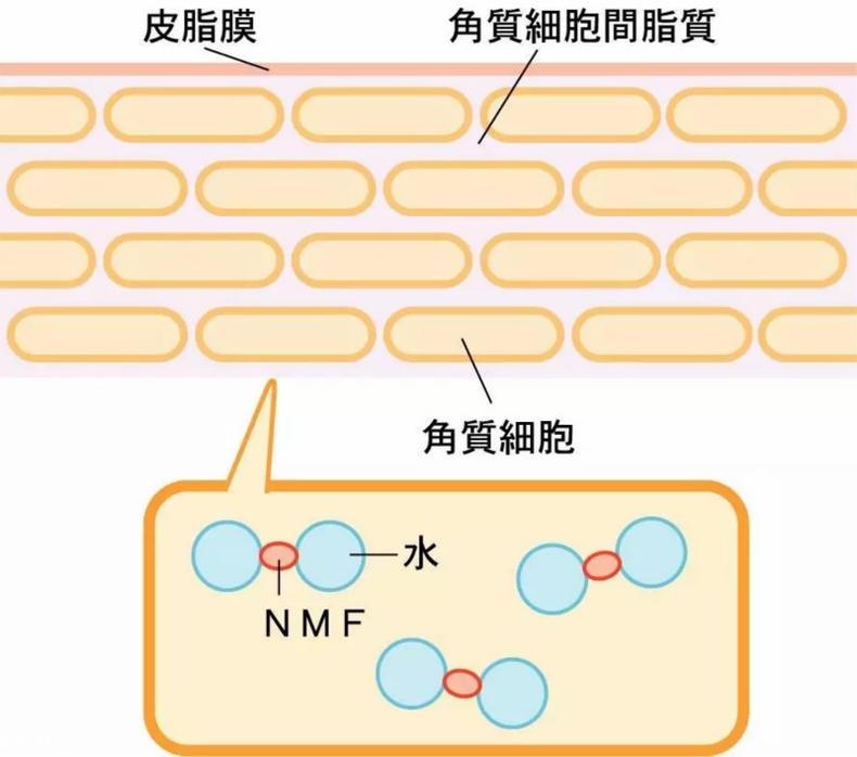 干性肌肤怎么抗皱 干性肌抗皱注意三点