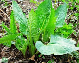 大耳毛野菜怎么吃？大耳毛野菜的做法