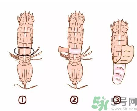 皮皮虾扎手有毒吗?被皮皮虾扎手怎么处理?