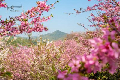 ​杭州樱花园里竟然能看见“富士山”，只是观景点比较难找