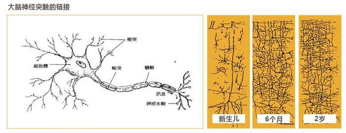 科学解读：七田真闪卡为什么能开发幼儿大脑？