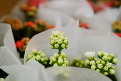 ​给“长寿花”吃点这，不用一月就爆盆，花苞全部挂枝头！