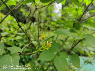 ​丁香花繁殖方法有哪些，丁香花好养吗