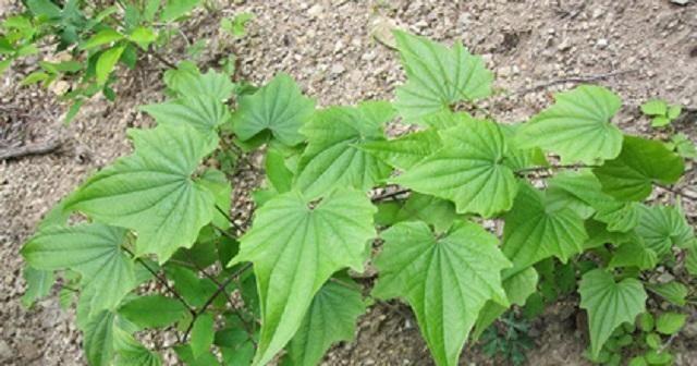 这种植物人称“穿地龙”请您识别，舒筋通络，还止咳化痰