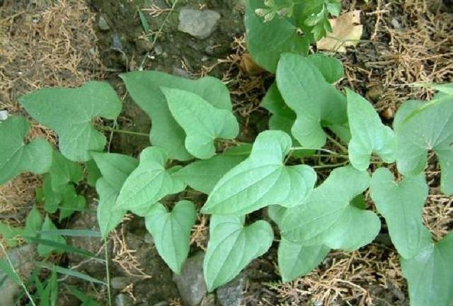 这种植物人称“穿地龙”请您识别，舒筋通络，还止咳化痰