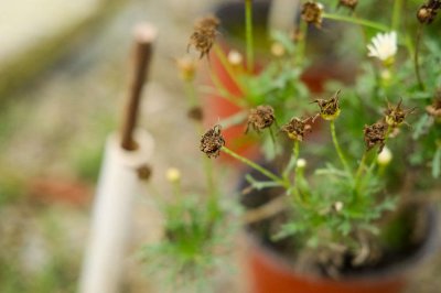 ​种植菊花株行距是多少