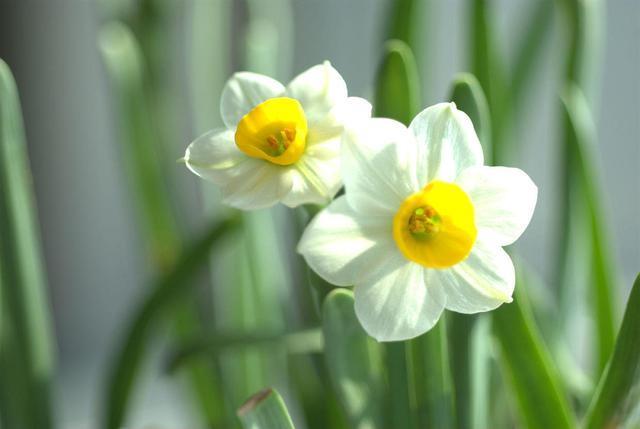 水仙花冬天养护有技巧，“种球”操作几步，避免长成大葱开花香