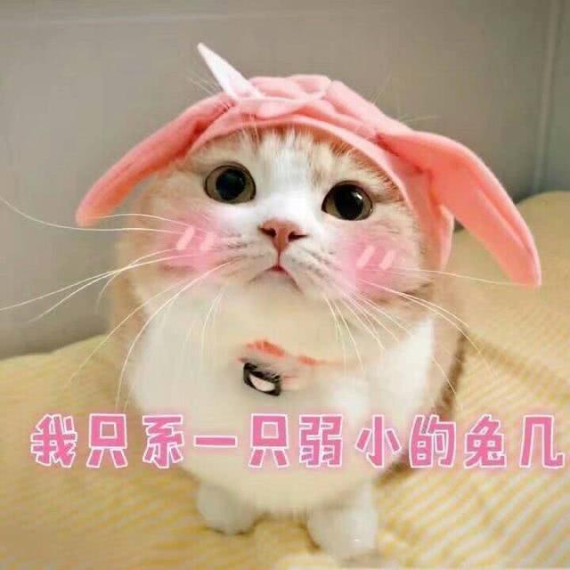 萌猫有趣表情包，我带着可爱和萌萌哒，日常打卡来了！