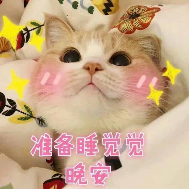 萌猫有趣表情包，我带着可爱和萌萌哒，日常打卡来了！