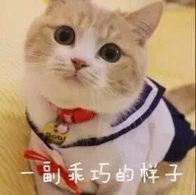 萌猫有趣表情包，我带着可爱和萌萌哒，日常打卡来了！