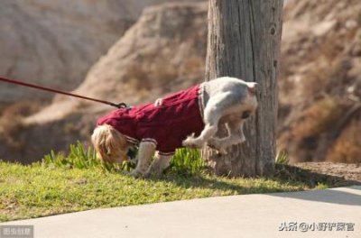 ​边牧产后缺奶怎么办？边牧产后无奶水喂养幼崽的解决方法