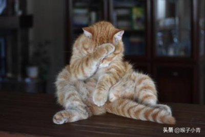 ​猫咪为啥在早上的时候最粘人？猫咪早上粘人的真相有4个