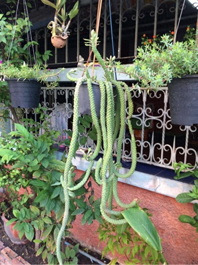 多肉植物图鉴之将军阁