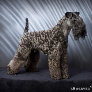 ​世界上昂贵的25个犬种