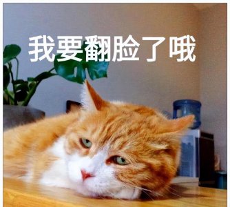 ​被主人“打怕”的猫咪，都会有这几种特征，你家猫有吗？