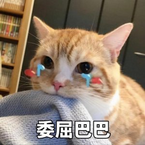 ​猫咪死后不能埋，铲屎官们要清楚