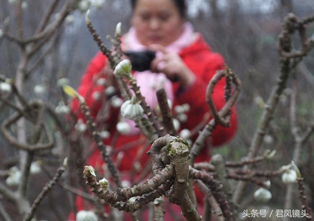 梦花树被人打满结 民间传说可以化解噩梦实现好梦