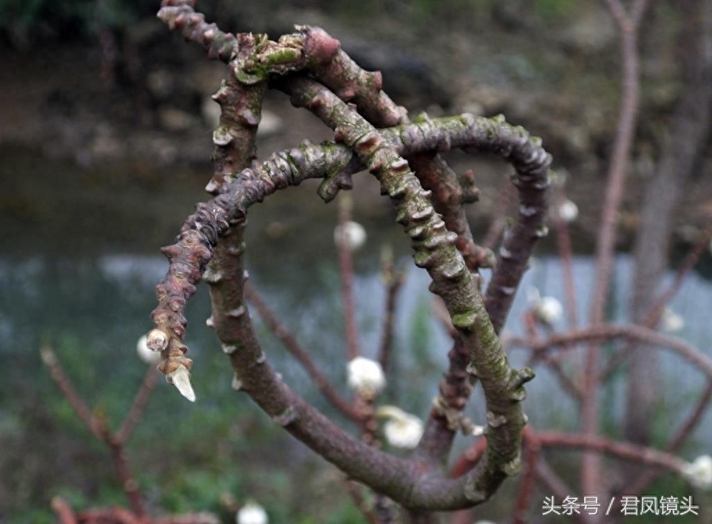 梦花树被人打满结 民间传说可以化解噩梦实现好梦