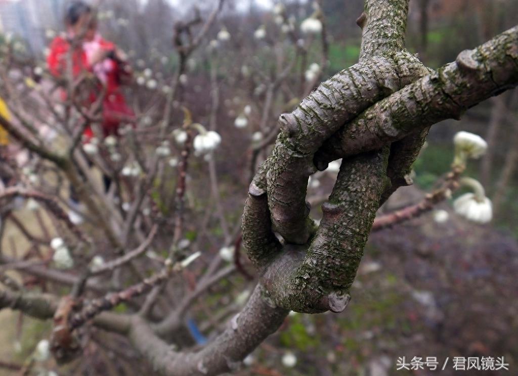 梦花树被人打满结 民间传说可以化解噩梦实现好梦