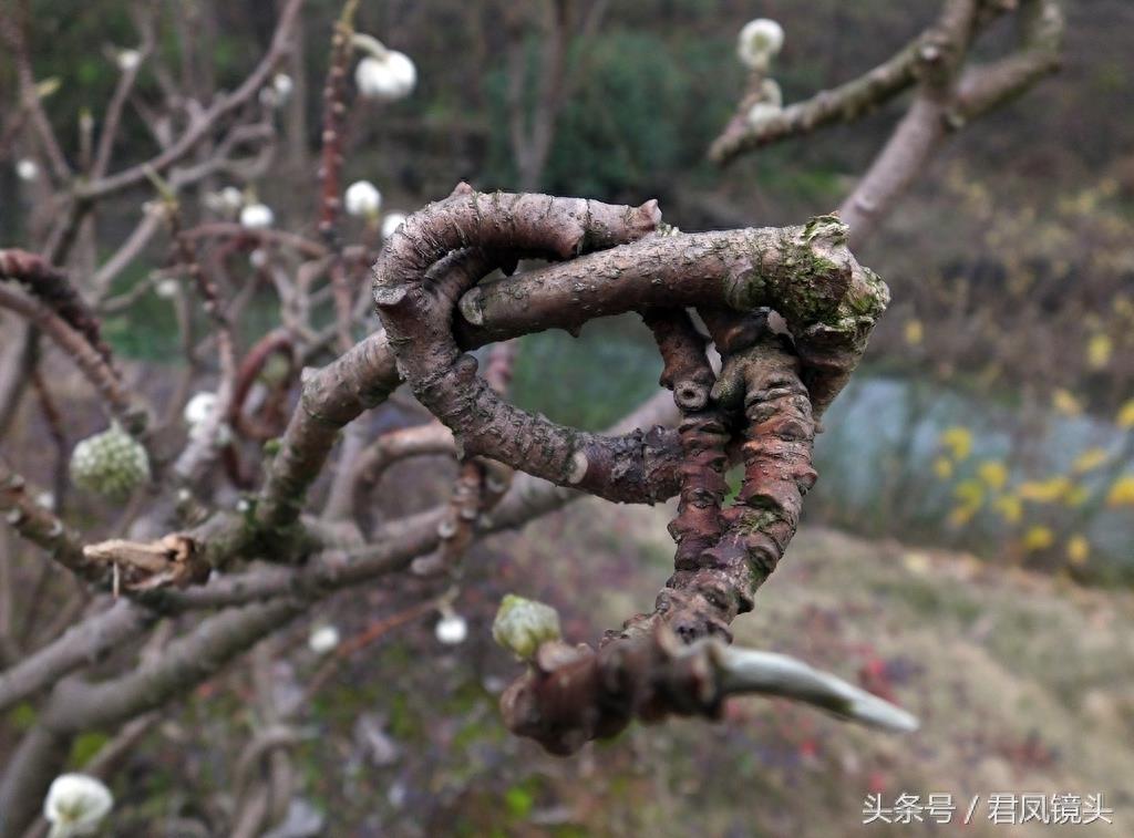 梦花树被人打满结 民间传说可以化解噩梦实现好梦