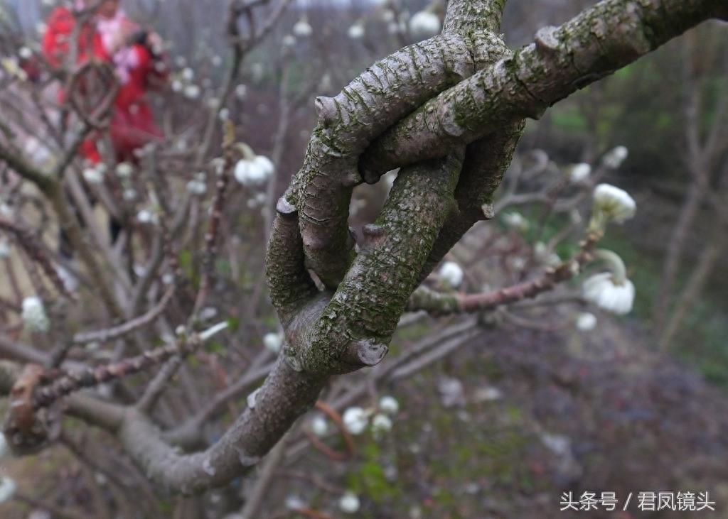 梦花树被人打满结 民间传说可以化解噩梦实现好梦