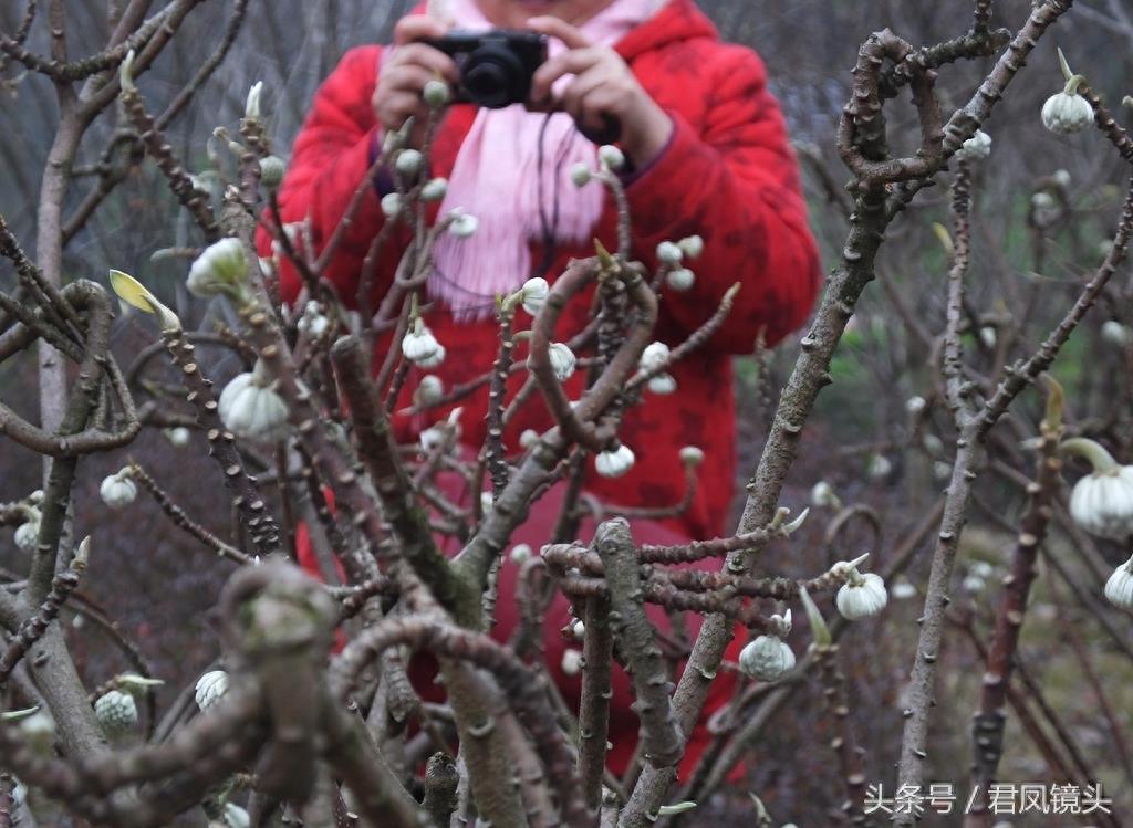 梦花树被人打满结 民间传说可以化解噩梦实现好梦