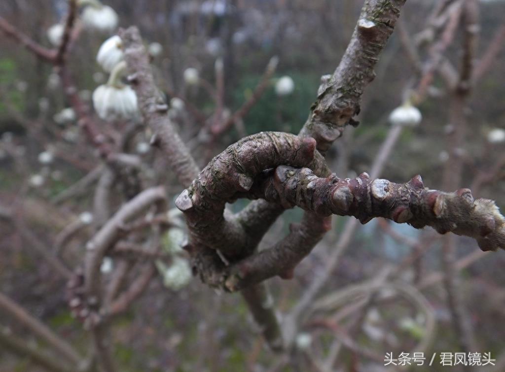 梦花树被人打满结 民间传说可以化解噩梦实现好梦