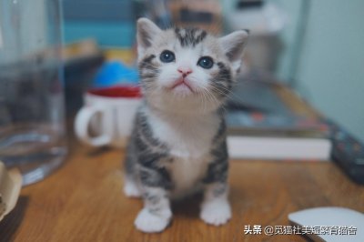 ​到底应该怎么找正规猫舍？