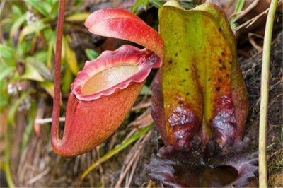 拉贾猪笼草:濒危植物的一种_食虫性