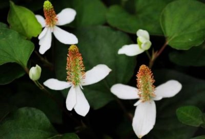 鱼腥草是什么植物类型(鱼腥草是什么植物类群)