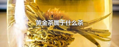 什么是黄金茶? 黄金茶属于哪类茶类