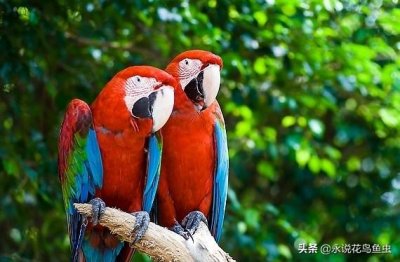 鹦鹉有哪些品种图片(鹦鹉种类入门知识介绍)